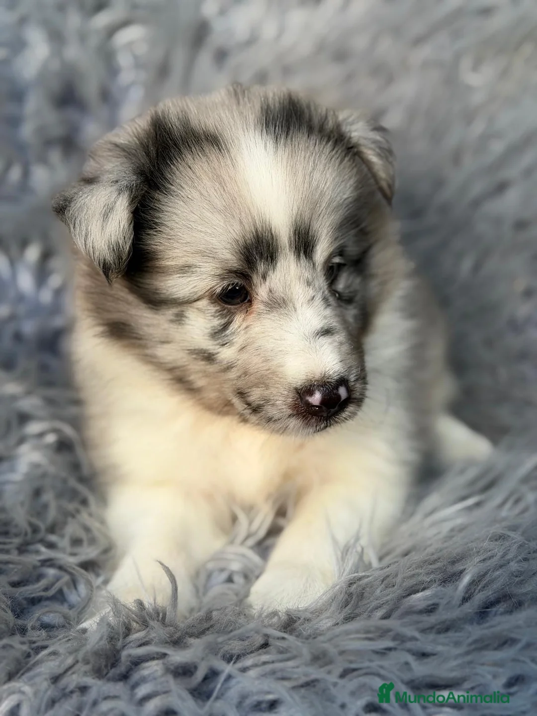 Perro Pastor de las Shetland perros en venta: Shetland macho merle - Anuncio 2