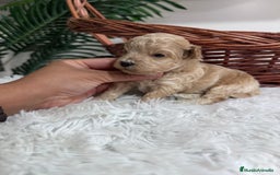 Maltipoo perros en venta: MALTIPOO HEMBRA - Imagen 2