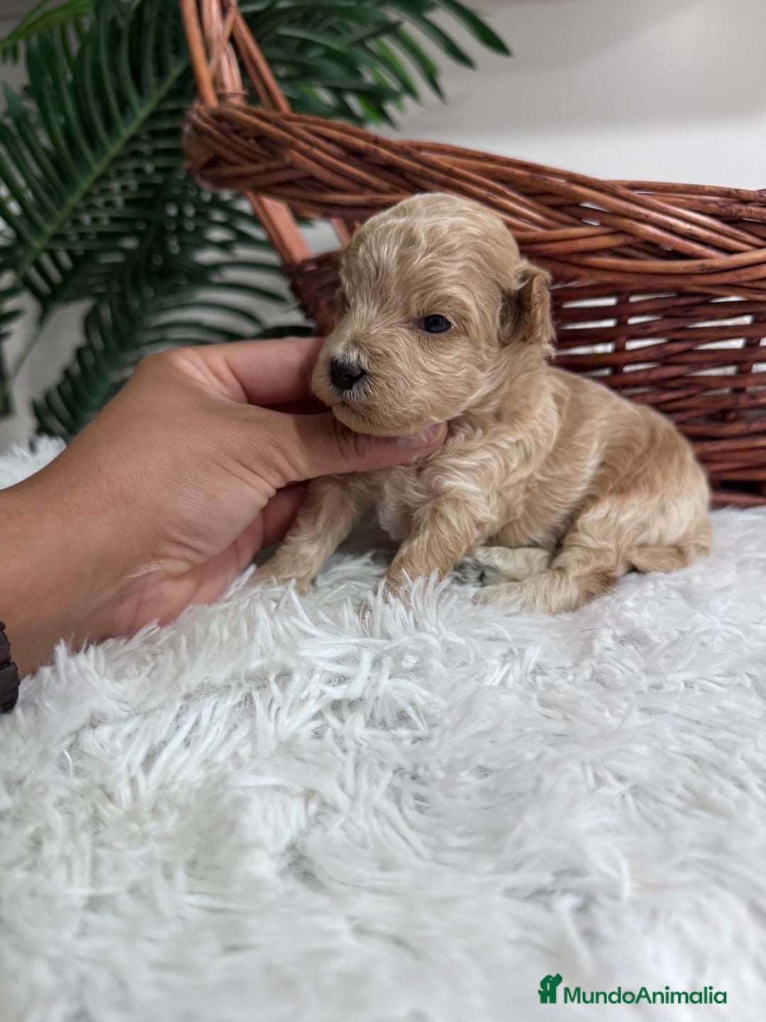 Maltipoo perros en venta: MALTIPOO HEMBRA - Imagen 2