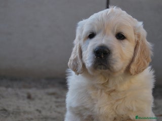 Golden Retriever perros en Madrid - Anuncio 6