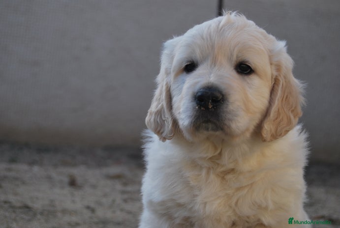 Golden Retriever perros en Madrid - Anuncio 6