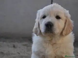 Golden Retriever perros Golden Retriever, dorados en Madrid - Anuncio 22