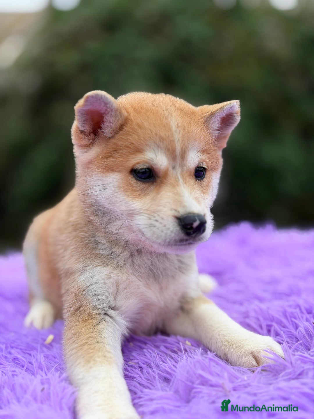 Shiba Inu perros en venta: Shiba Inu naranja  - Anuncio 4