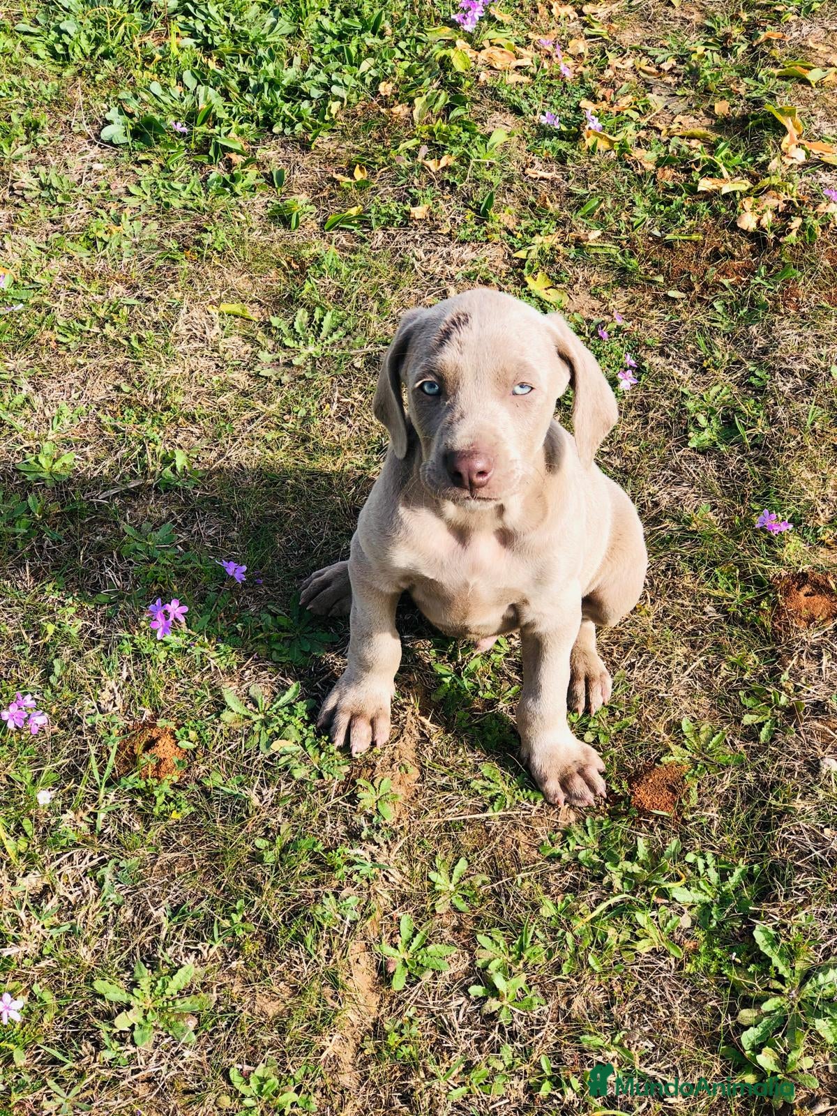 Weimaraner perros en venta: Braco de weimar  - Anuncio 6