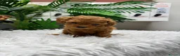 Caniche Toy perros en venta: CANICHE TOY - Anuncio 6