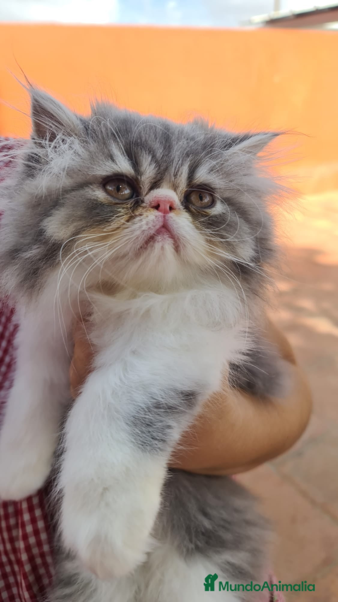 Himalayo gatos Ideal macho Himalayo en Madrid - Anuncio 32