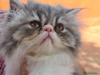 Himalayo gatos Ideal macho Himalayo en Madrid - Anuncio 37