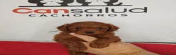 Caniche Toy perros en venta: Canoche toy - Anuncio 5