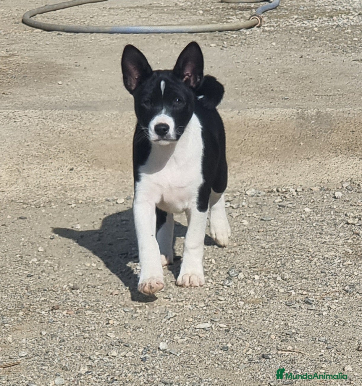 Basenji perros magnificos cachorros basenji negro/blanco - Anuncio 1