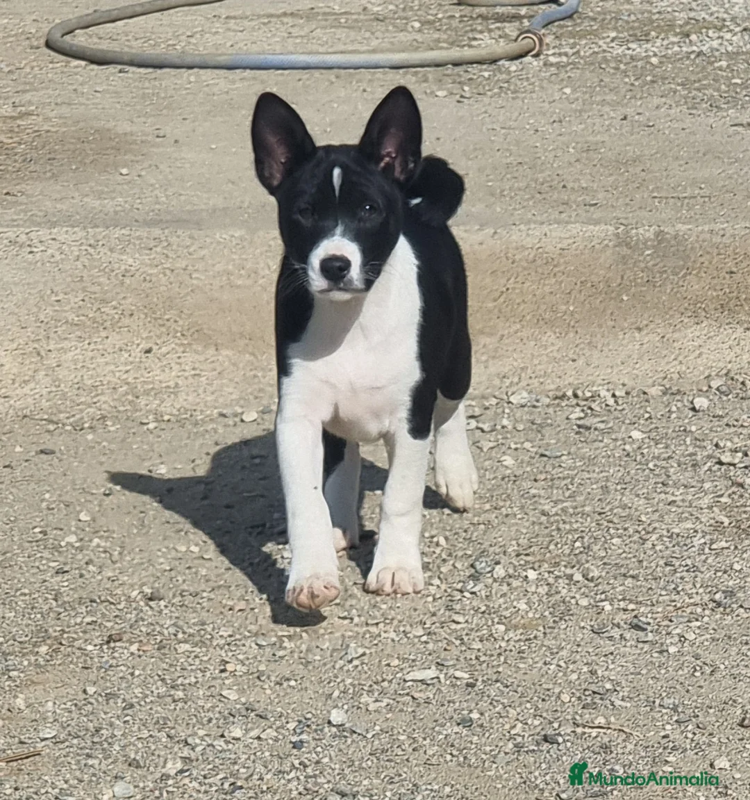 Basenji perros en venta: magnificos cachorros basenji negro/blanco - Anuncio 1