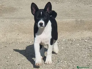 Basenji perros magnificos cachorros basenji negro/blanco - Anuncio 1