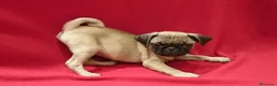 Carlino - Pug perros en venta: Carlino - Anuncio 3