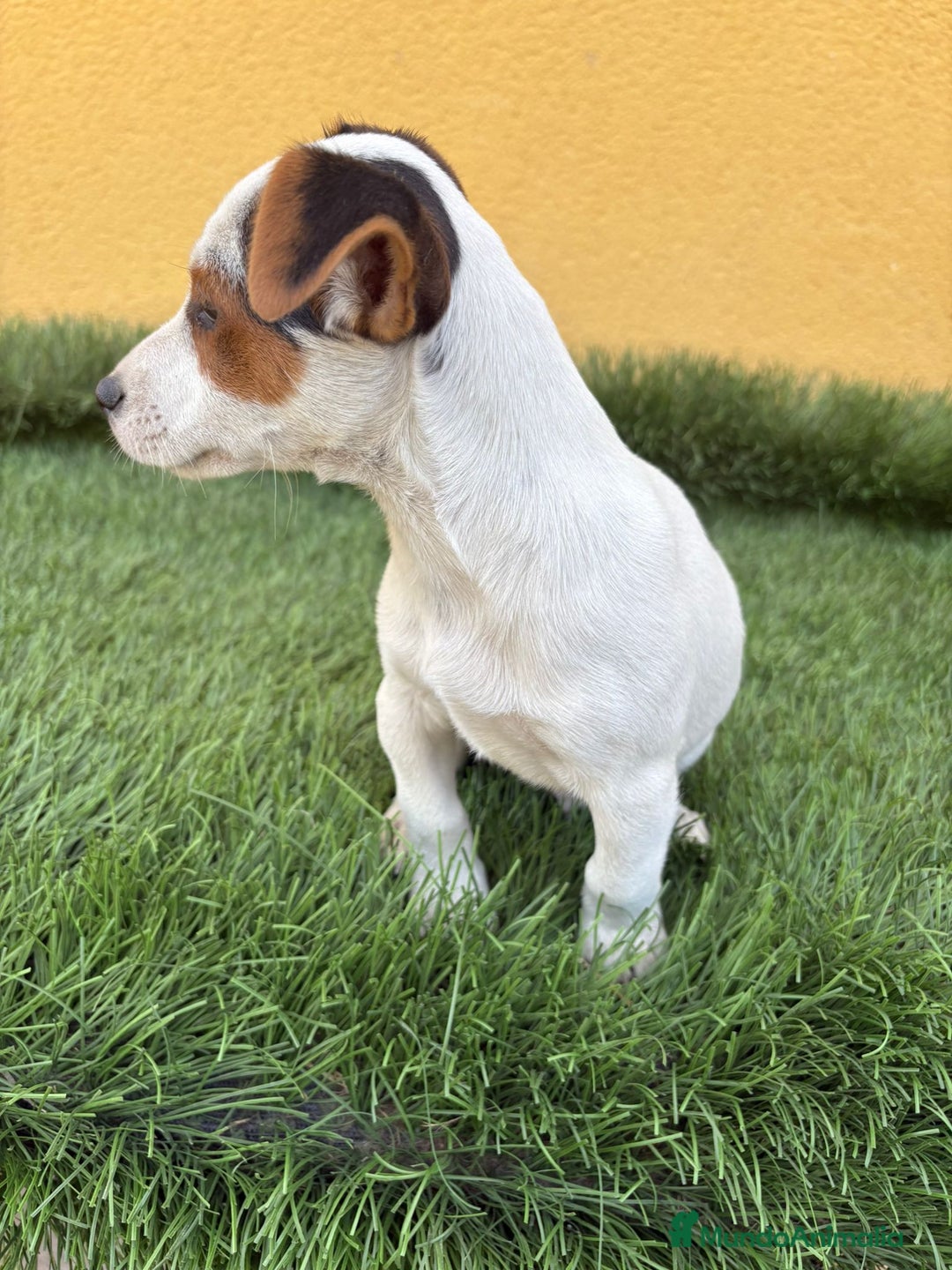Jack Russell Terrier perros en venta: Jack russell macho tricolor  - Imagen 12