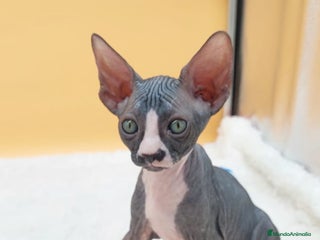 Sphynx gatos - Anuncio 1