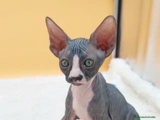 Sphynx gatos Hembrita bicolor - Anuncio 21