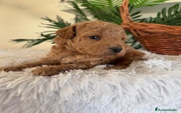 Caniche Toy perros en venta: CANICHE TOY - Imagen 14