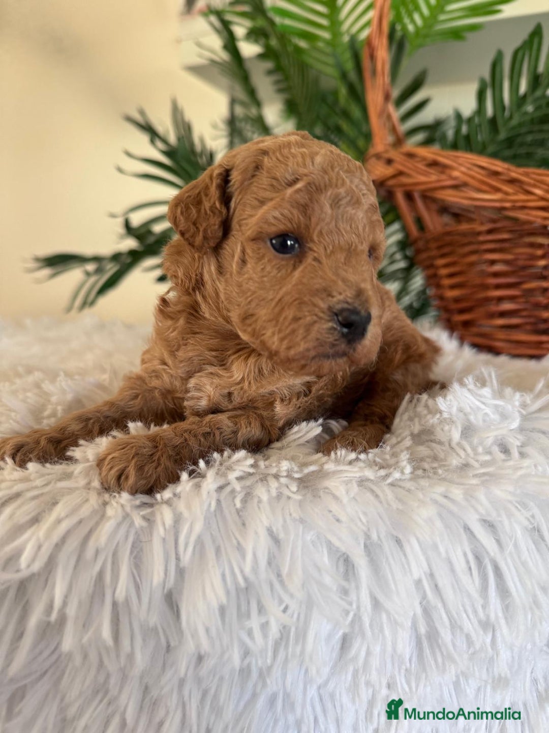 Caniche Toy perros en venta: CANICHE TOY - Imagen 14