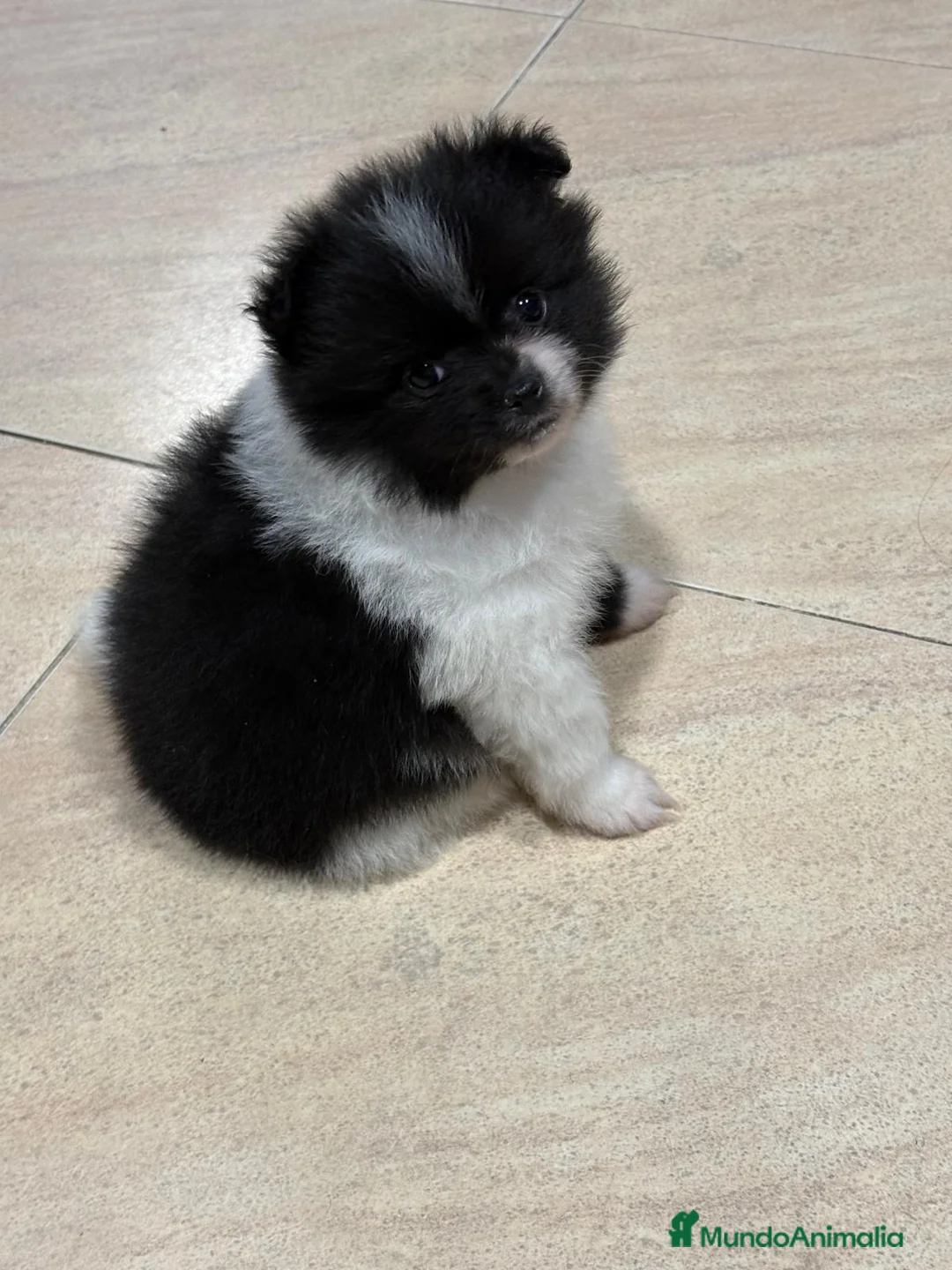 Pomerania perros en venta: Lulu Pomerania toy Party se llama Pinto - Anuncio 18