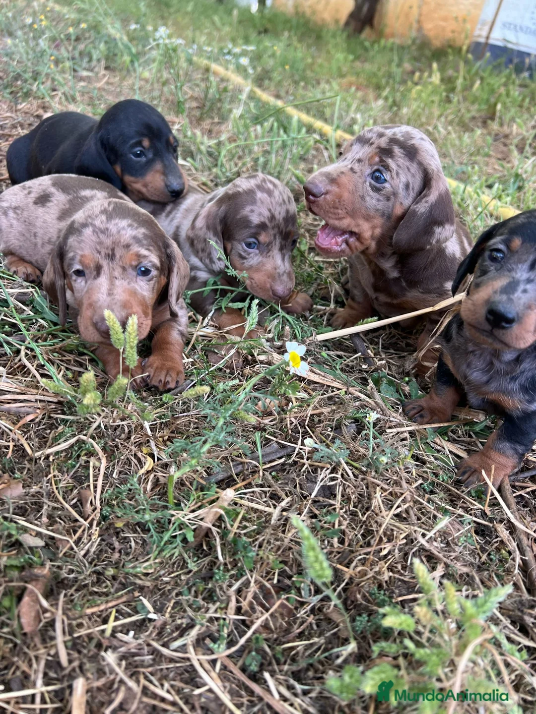 Imagen de galería {{count}}