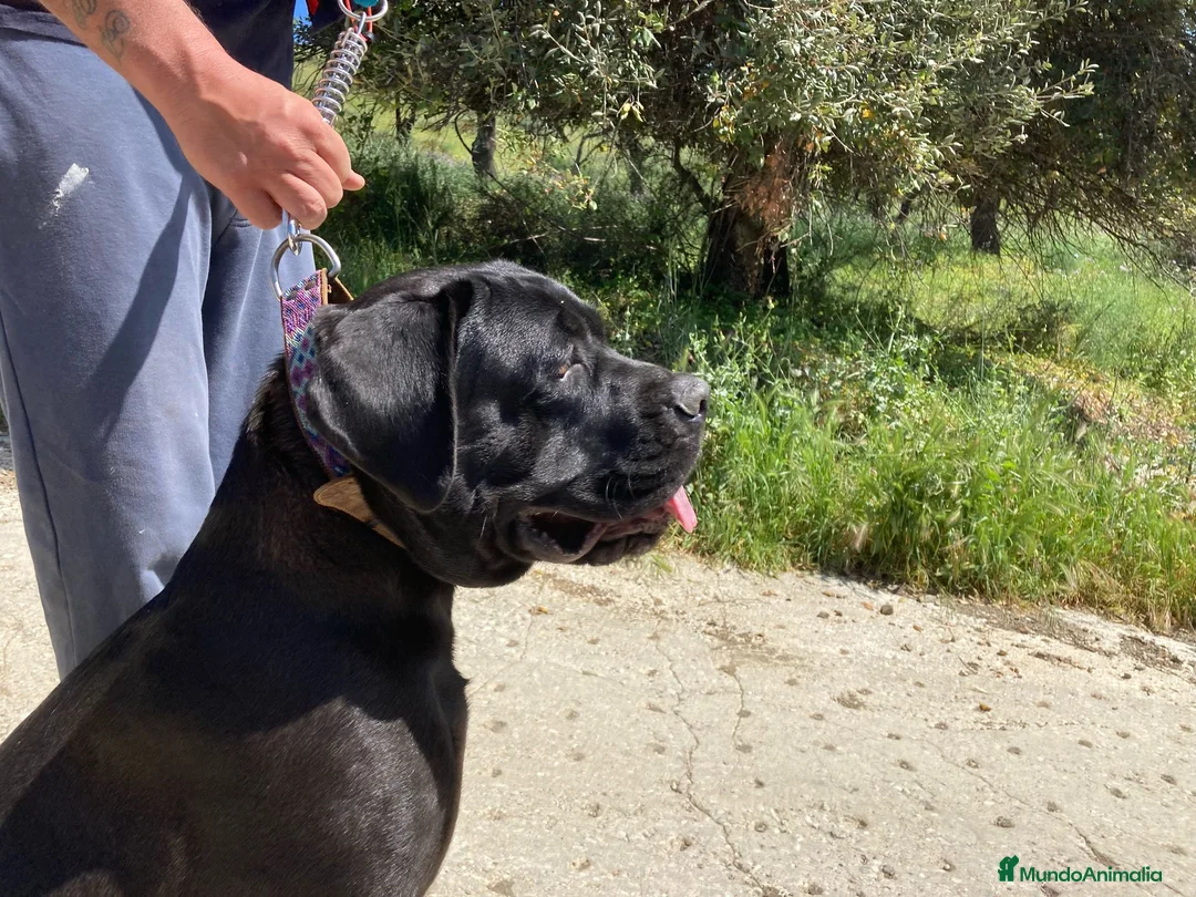 Cane Corso perros en venta: Último macho Cane corso  - Anuncio 2