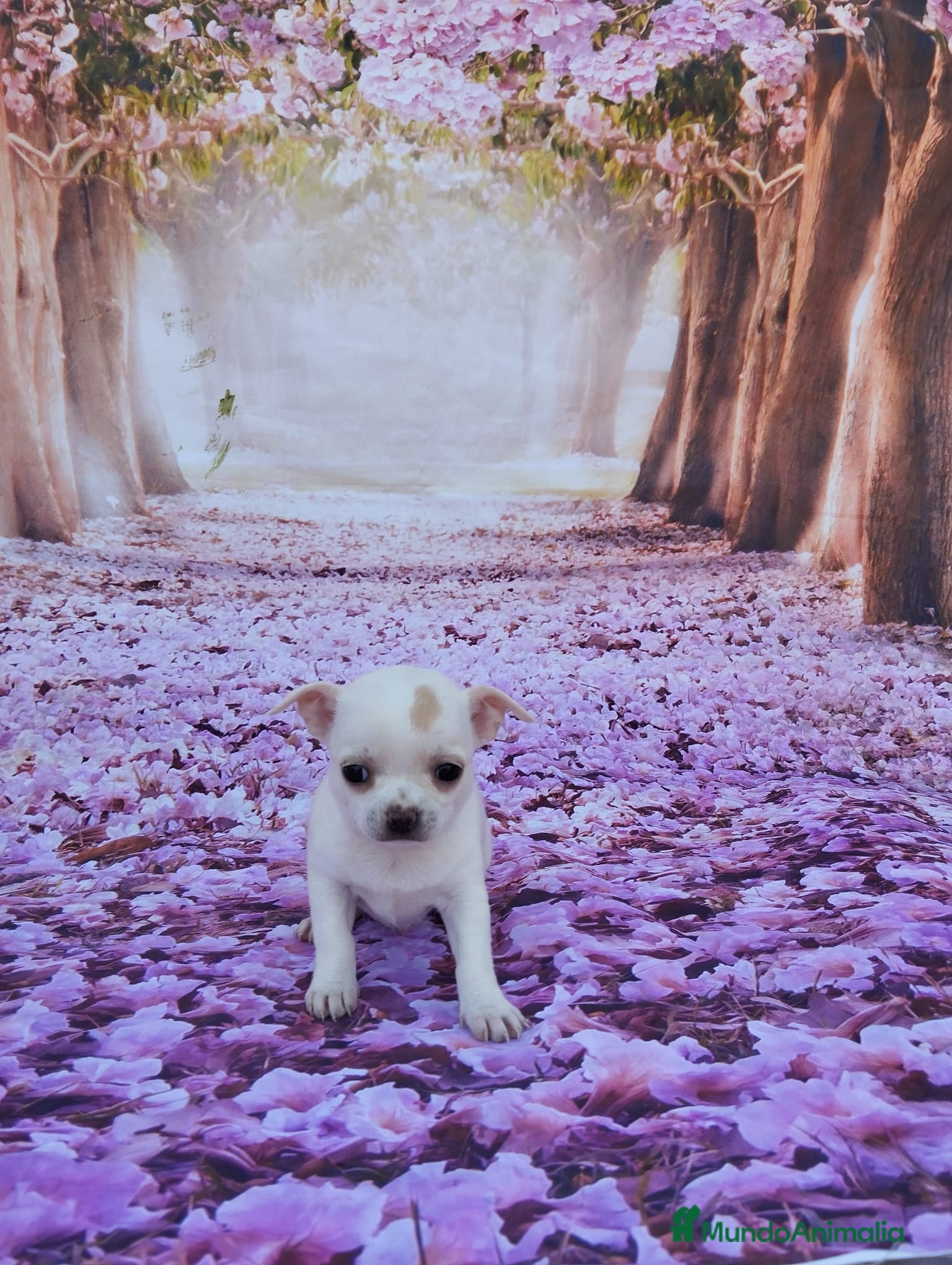 Chihuahua perros Chihuahuas Toy Cabeza de manzana - Anuncio 2