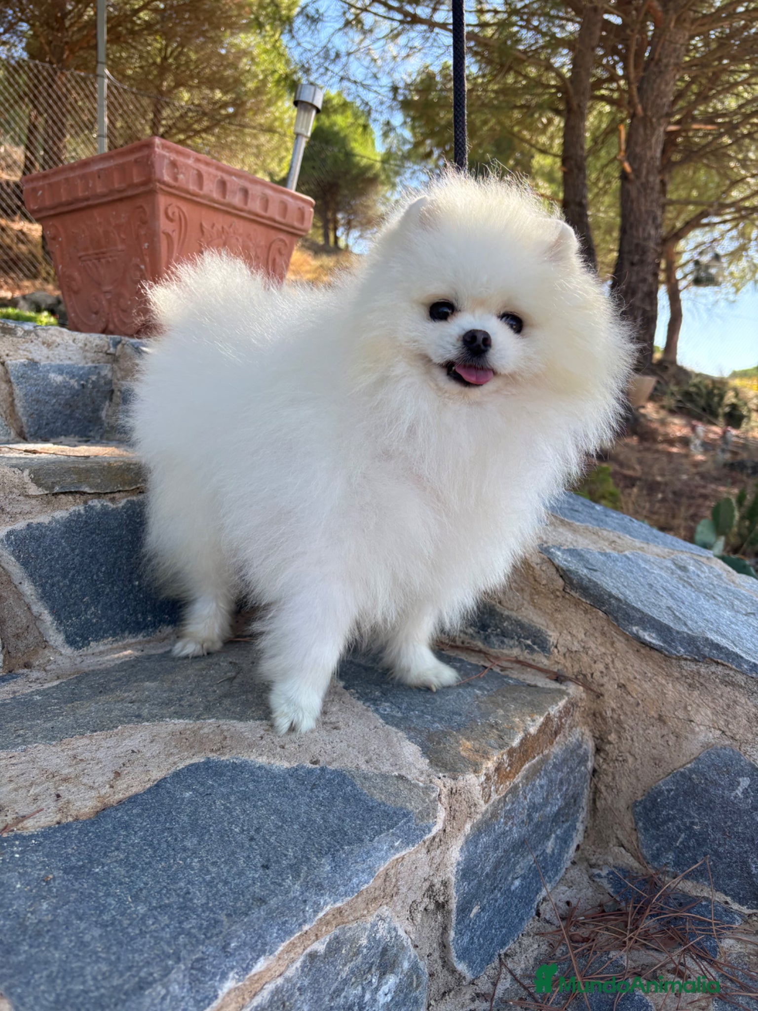 Pomerania perros Pomerania toy hembras disponibles  - Anuncio 2