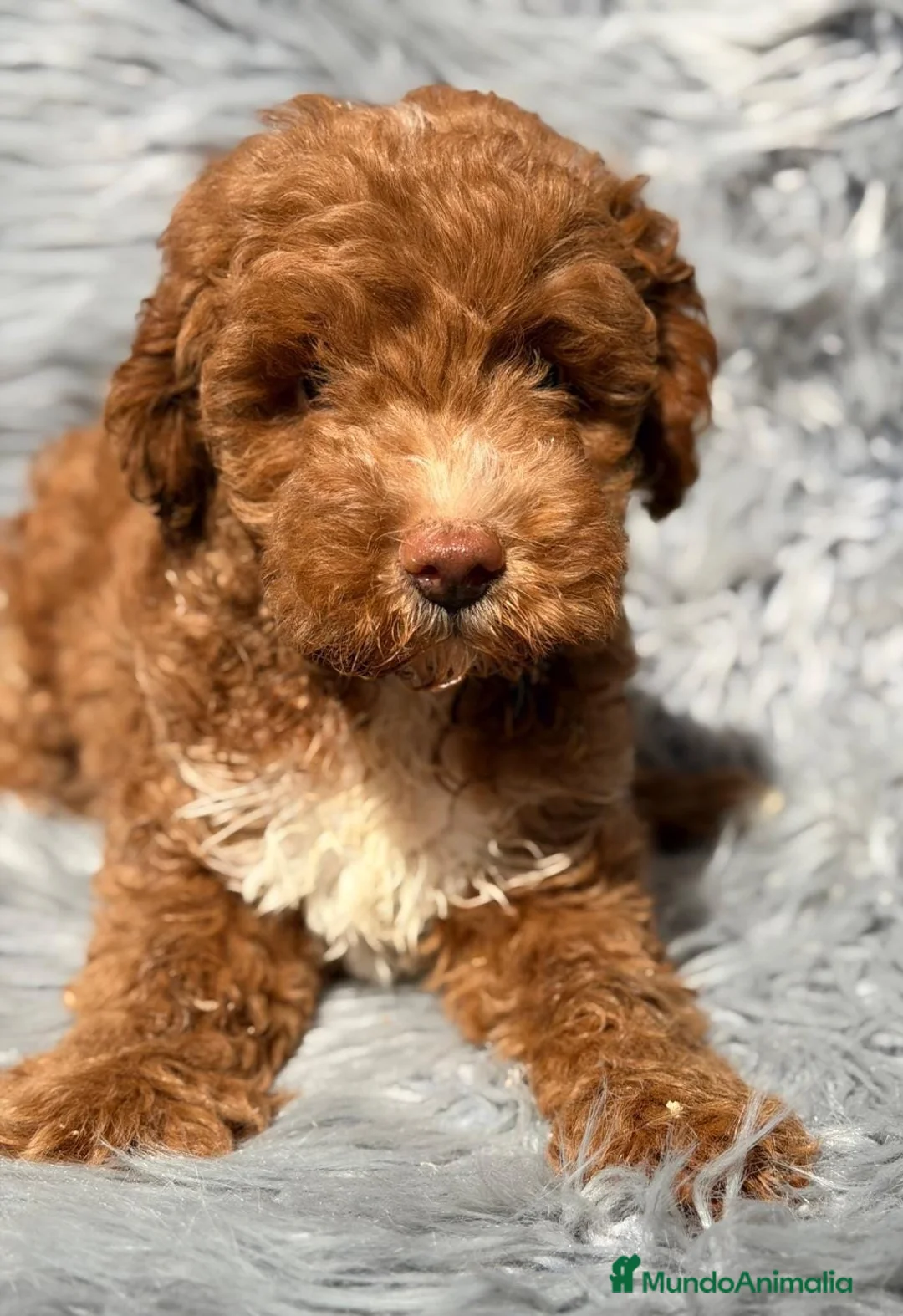 Maltipoo perros en venta: Preciosos maltipoo - Anuncio 2