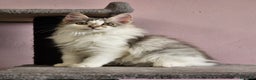 Kurilean Bobtail de Pelo Largo gatos en venta: Kurilian Macho - Anuncio 1