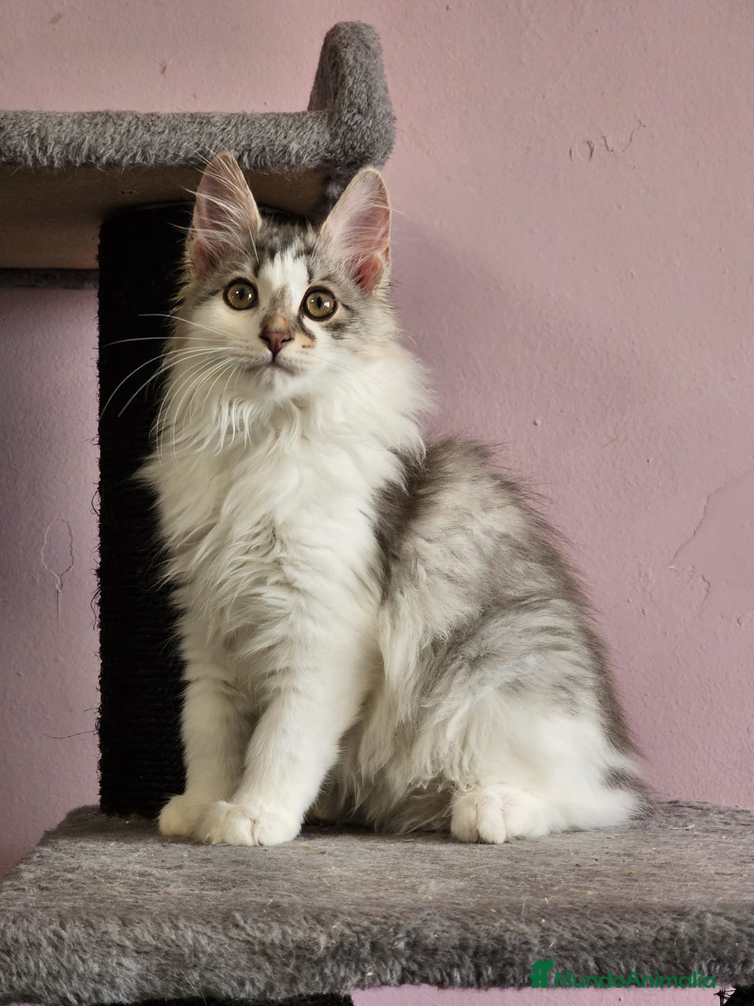 Kurilean Bobtail de Pelo Largo gatos en venta: Kurilian Macho - Anuncio 1