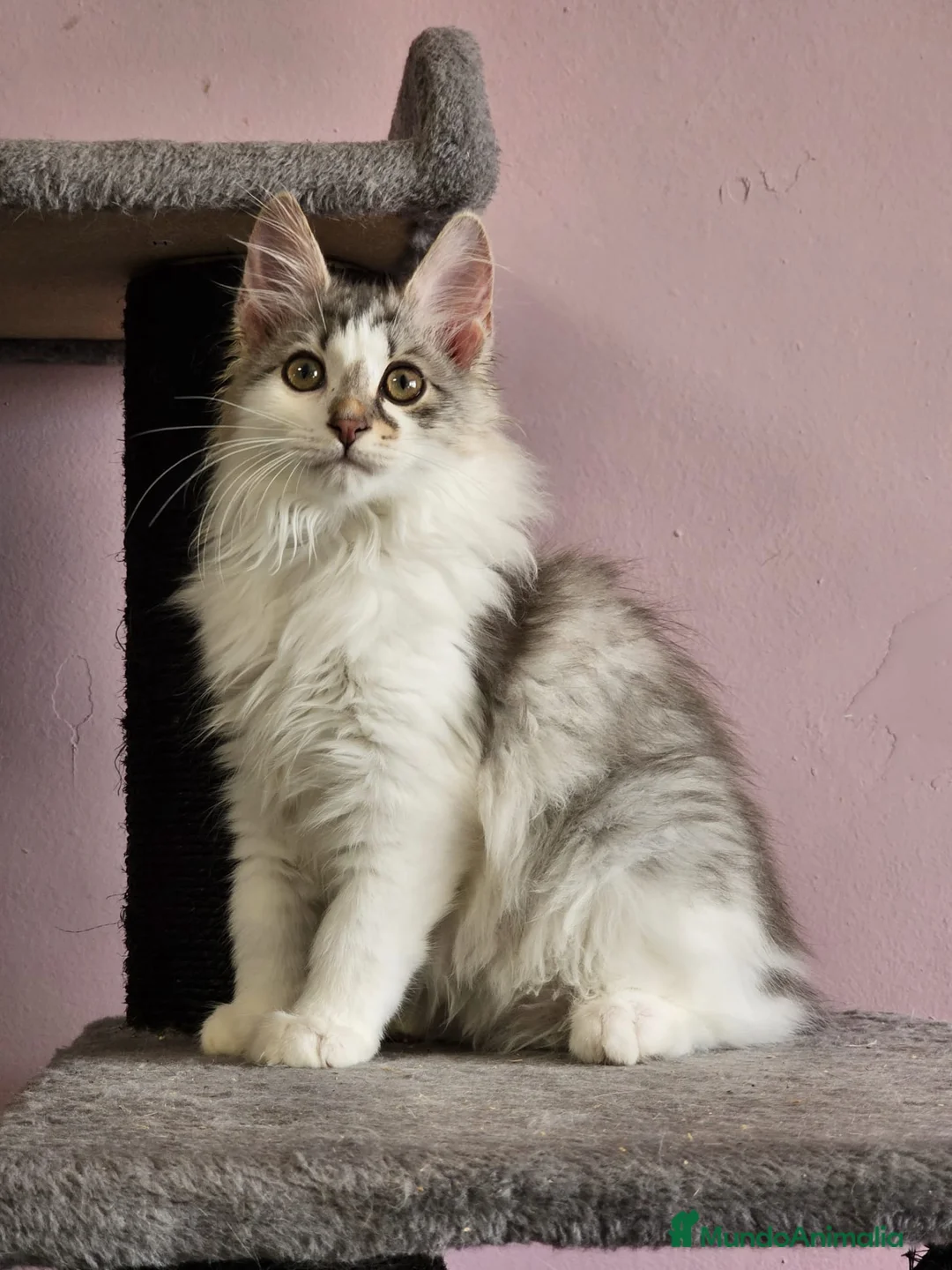 Kurilean Bobtail de Pelo Largo gatos en venta: Kurilian Macho - Anuncio 1