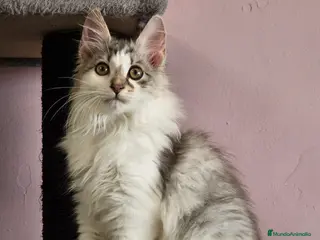 Kurilean Bobtail de Pelo Largo gatos Kurilian Macho - Anuncio 7