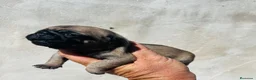 Carlino - Pug perros en venta: Carlino - pug hembra  - Anuncio 2