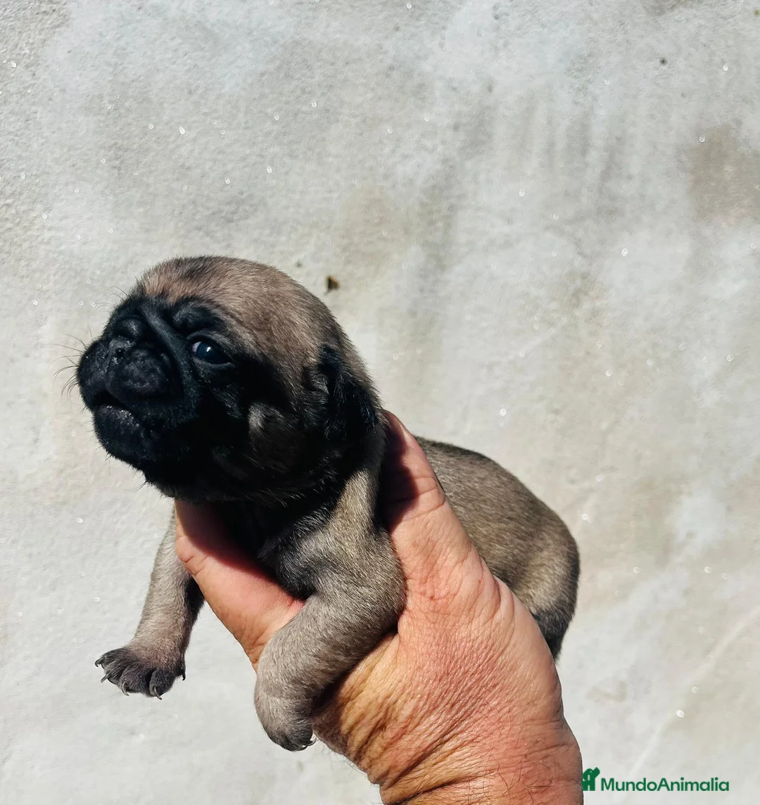 Carlino - Pug perros en venta: Carlino - pug hembra  - Anuncio 2