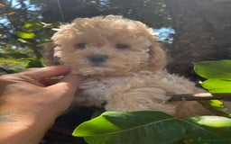 Caniche Toy perros en venta: Caniches toy  - Imagen 9