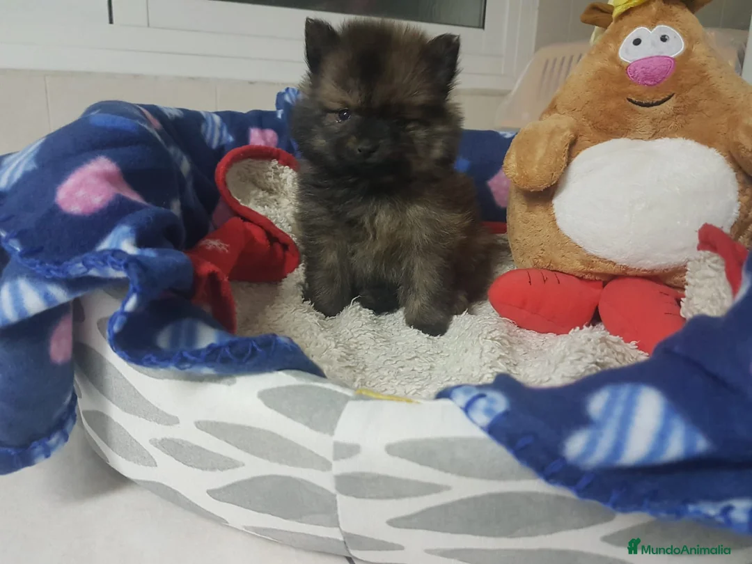 Pomerania perros en venta: Lulú de Pomerania - Anuncio 5