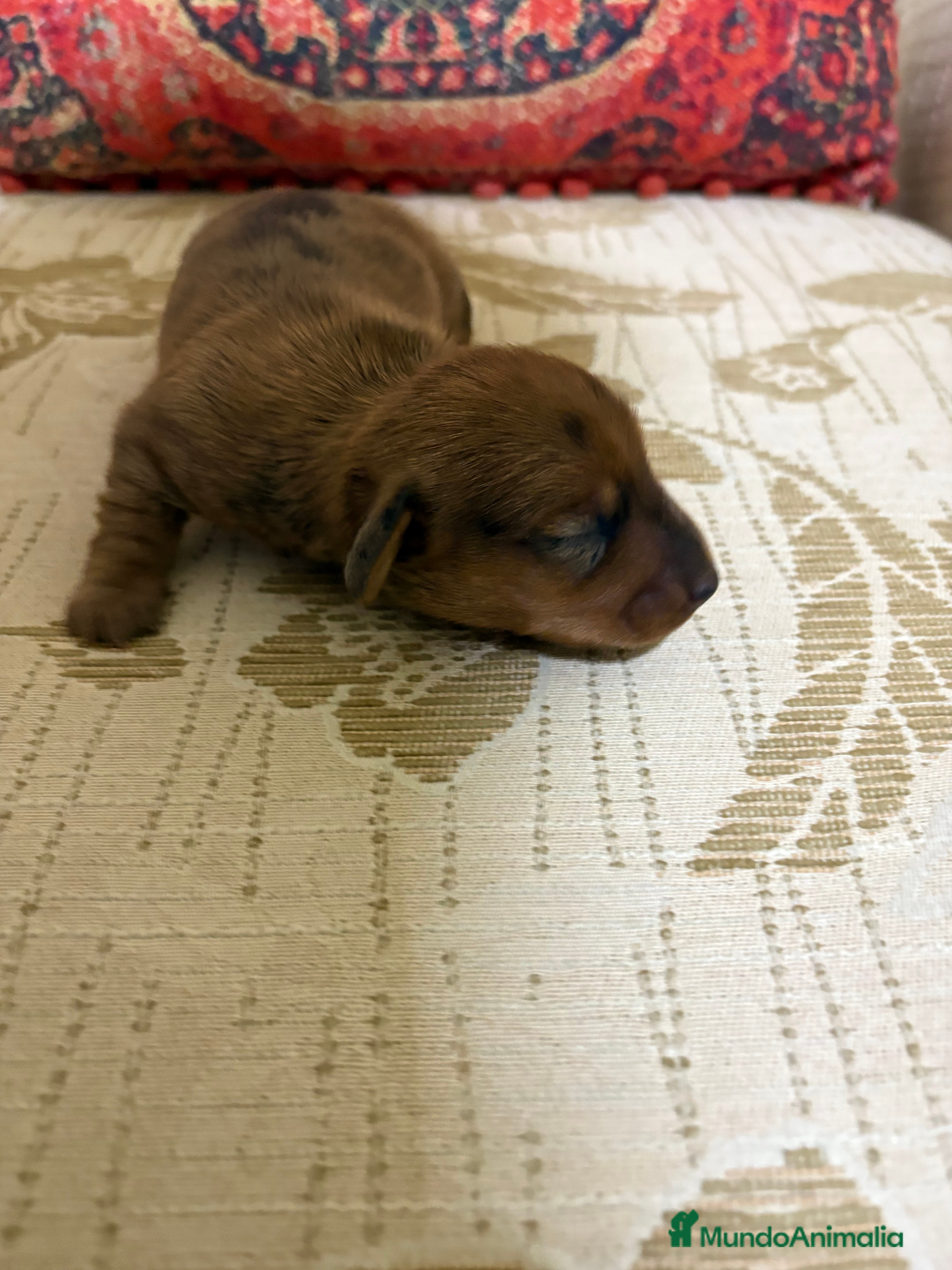 Teckel Miniatura perros Teckel miniatura Merle chocolate precioso macho  - Anuncio 2