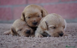 Maltipoo perros en venta: ✨ Tres pequeñas Maltipoo · 🐶 20 días de vida - Imagen 8