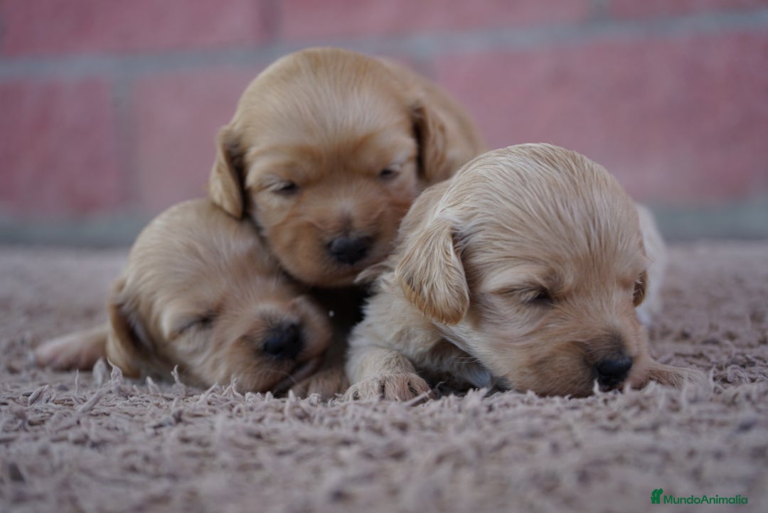 Maltipoo perros en venta: ✨ Tres pequeñas Maltipoo · 🐶 20 días de vida - Imagen 8
