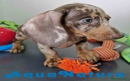 Teckel Miniatura perros en venta: Teckel Hembra DCD 5758 AQUANATURA - Imagen 2