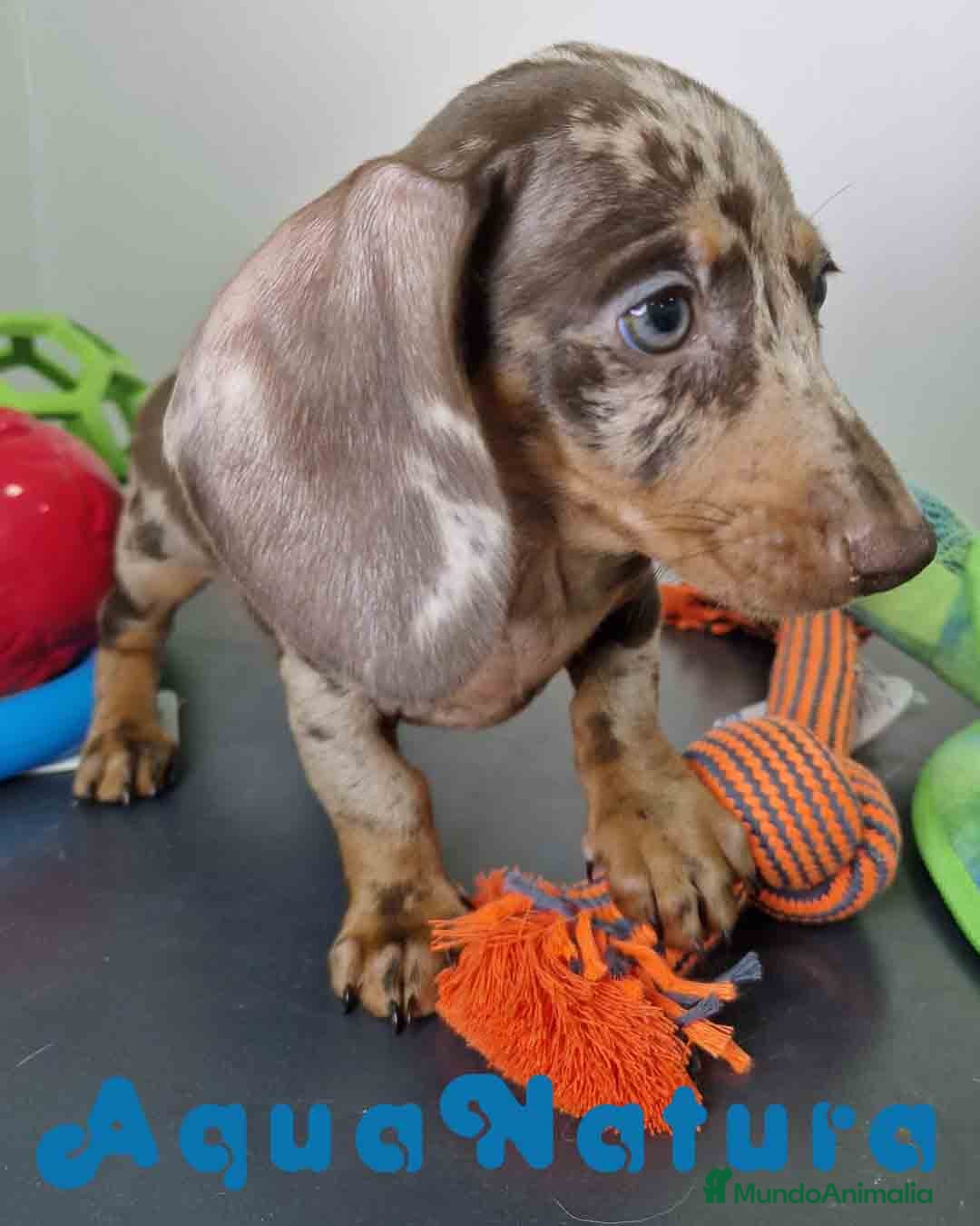 Teckel Miniatura perros en venta: Teckel Hembra DCD 5758 AQUANATURA - Imagen 2