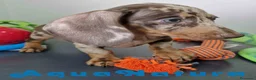 Teckel Miniatura perros en venta: Teckel Hembra DCD 5758 AQUANATURA - Anuncio 2