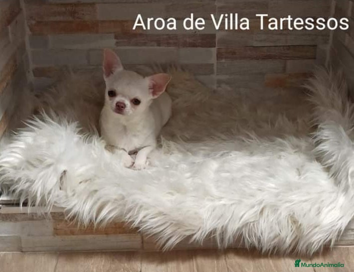 Chihuahua perros Camada de chihuahuas toy, cabeza manzana - Anuncio 7