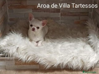 Chihuahua perros Camada de chihuahuas toy, cabeza manzana - Anuncio 1