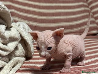 Sphynx gatos Camada Sphynx enero - Anuncio 5