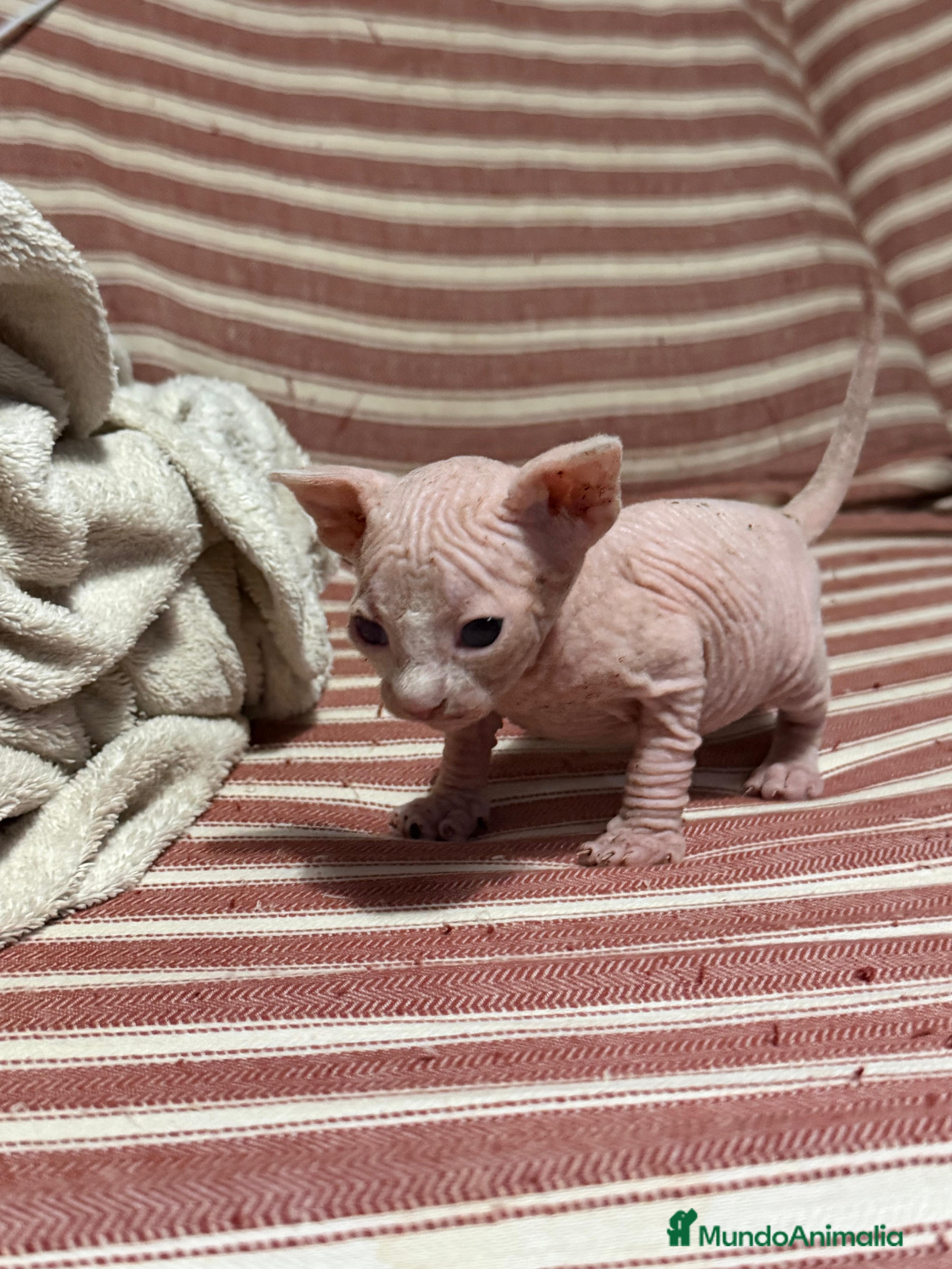 Sphynx gatos en venta: Camada Sphynx enero - Anuncio 1