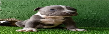 American Bully 2
