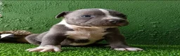 American Bully perros en venta: American bully XL - Anuncio 8