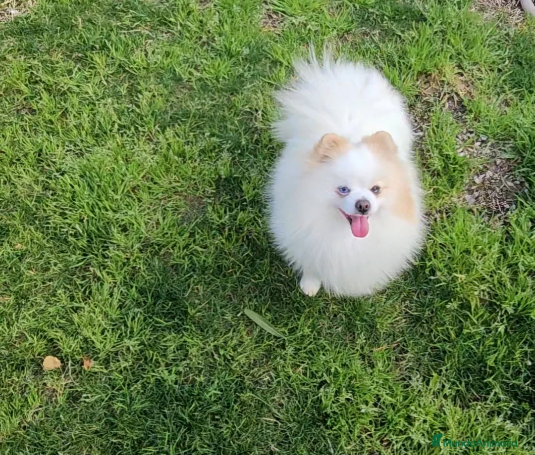 Pomerania perros en venta: POMERANIA JOVEN OJO AZUL - Anuncio 7