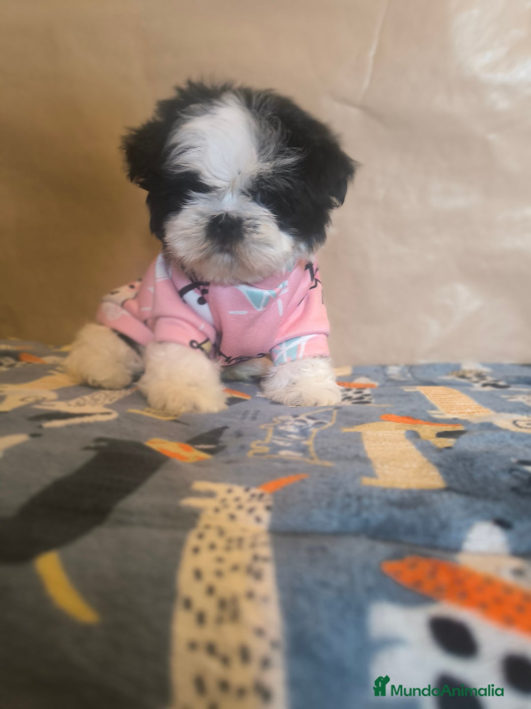 Shih Tzu perros en venta: Shitzu mini - Anuncio 3