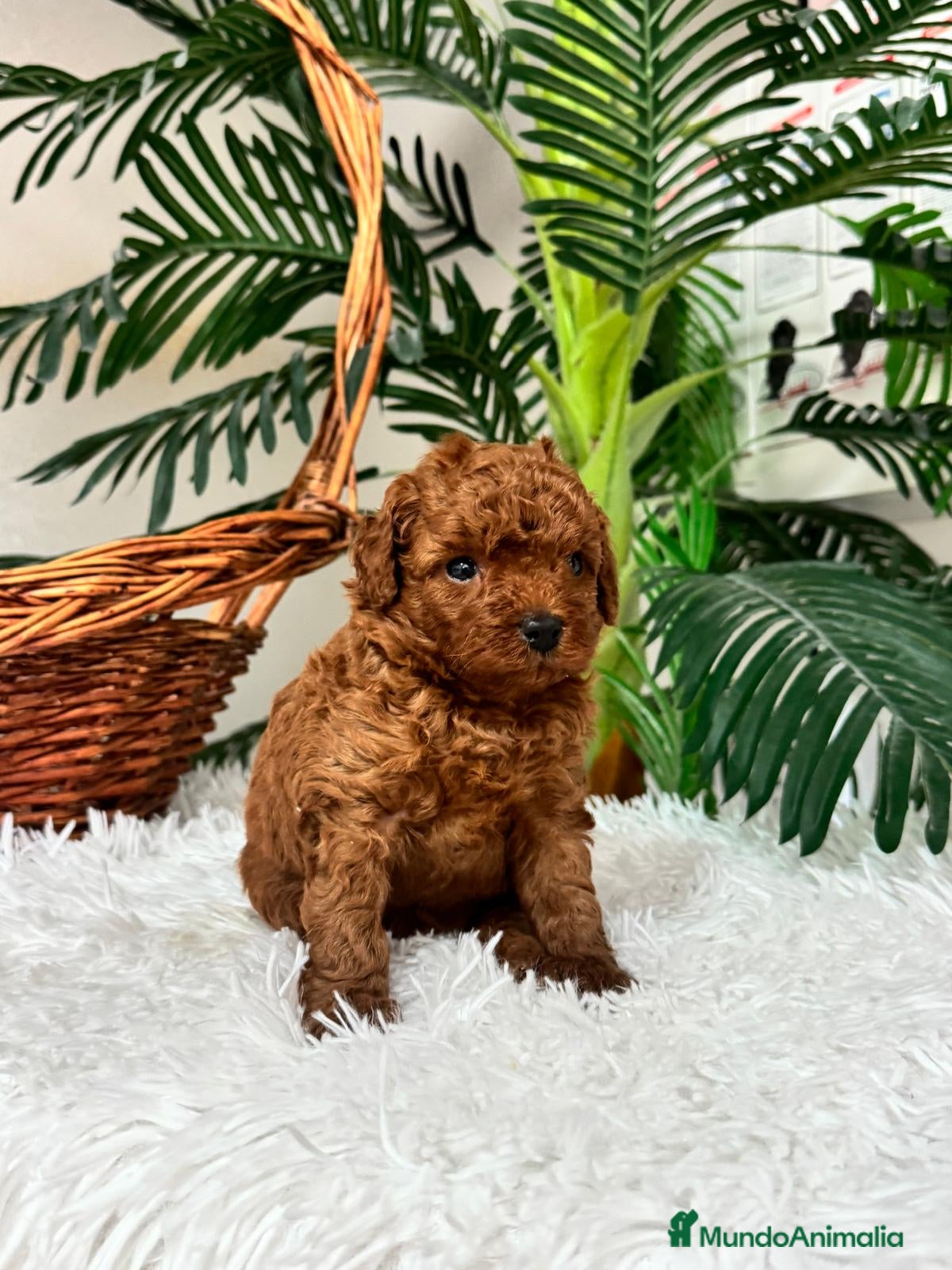 Caniche Toy perros en venta: CANICHE ROJO - Anuncio 5